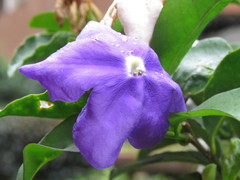 Brunfelsia australis