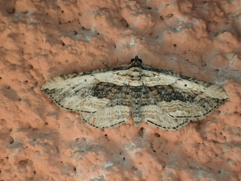 Small Waved Umber