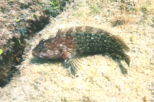 Harige slijmvis (Labrisomus nuchipinnis) — Labrisomidae — 4