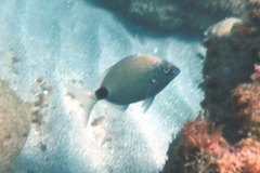 Diplodus