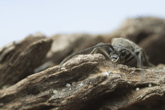 Lepturopsis dolorosa