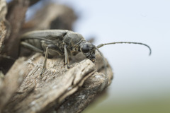 Lepturopsis dolorosa