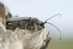 Lepturopsis dolorosa