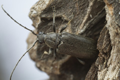 Lepturopsis dolorosa