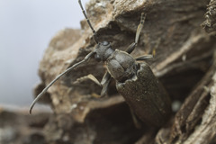 Lepturopsis dolorosa