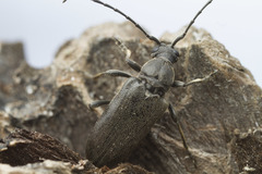 Lepturopsis dolorosa