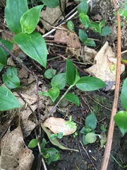 Dacrycarpus dacrydioides