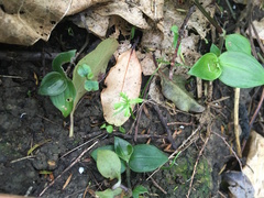 Dacrycarpus dacrydioides