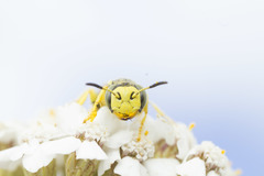 Philanthus crabroniformis