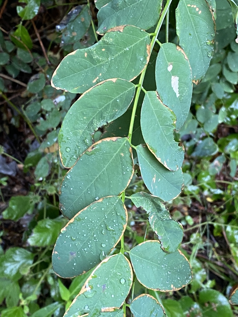black locust from Massapequa Preserve, Massapequa, NY, US on August 16 ...