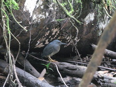 Zebrilus undulatus