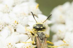 Philanthus crabroniformis