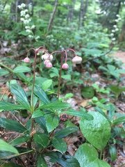Chimaphila umbellata cisatlantica