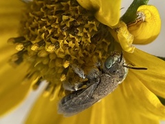 Calliopsima