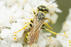 Philanthus crabroniformis