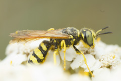 Philanthus crabroniformis