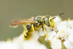 Philanthus crabroniformis