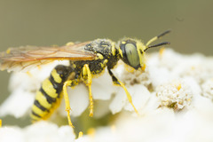 Philanthus crabroniformis