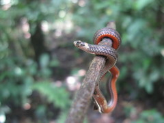 Atractus