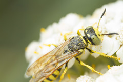 Philanthus crabroniformis
