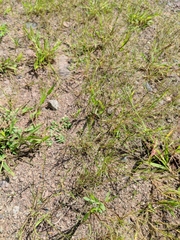 Eragrostis pectinacea pectinacea