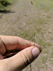 Eragrostis pectinacea pectinacea