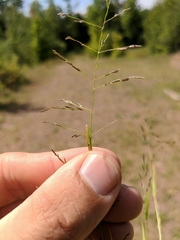 Eragrostis pectinacea pectinacea