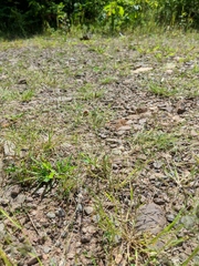 Eragrostis pectinacea pectinacea