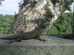 Uracentron flaviceps