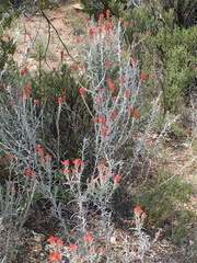 Castilleja lanata