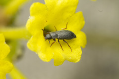 Byturus unicolor