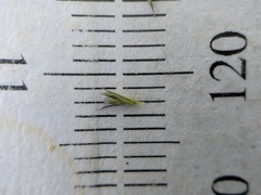 Muhlenbergia mexicana