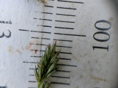 Muhlenbergia mexicana
