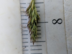 Muhlenbergia mexicana