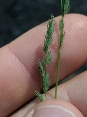 Muhlenbergia mexicana