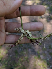 Muhlenbergia mexicana