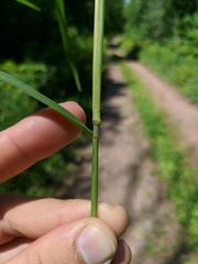 Muhlenbergia mexicana