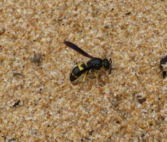 Ancistrocerus spinolae