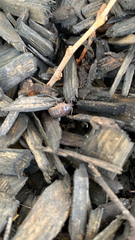Armadillidium vulgare