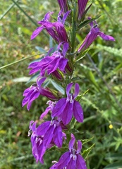Lobelia × speciosa