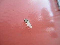 Maccaffertium terminatum