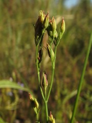 Hypericum majus