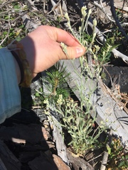 Pseudognaphalium thermale