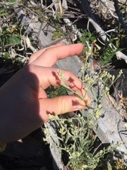 Pseudognaphalium thermale