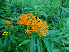 Asclepias tuberosa