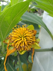Tithonia diversifolia