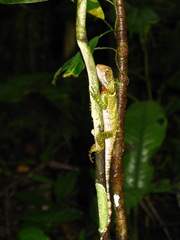 Enyalioides laticeps
