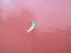 Maccaffertium terminatum