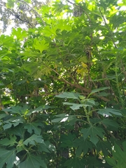Tithonia diversifolia