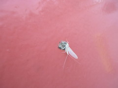 Maccaffertium terminatum